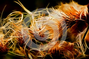 Thistle flowers