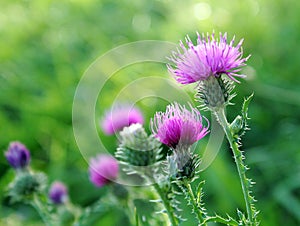 Thistle flowers outside
