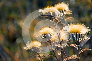 Thistle flowers, thorns