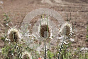 Thistle flowers
