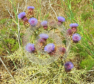Thistle flowers with very pungent leaves typical of the Mediterr