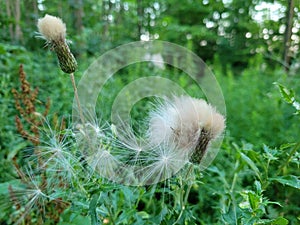 Thistle Fluff in July