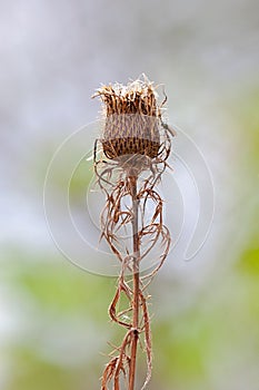 A Thistle and a Fly