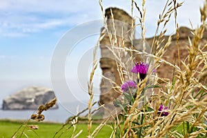 Thistle in foreground of Tantallon castle