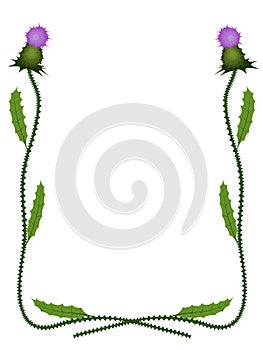 Thistle frame pattern