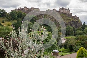 Thistle in front of Edinburgh Castle, Scotland
