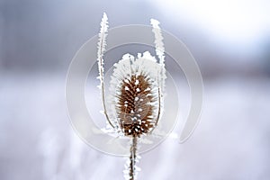 Thistle with frozen leaves covered with frost. Plants under the snow, frosty day. Beautiful thistle with orange dry