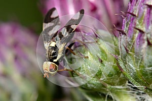 Thistle gall fly (Urophora cardui)