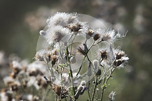 Thistle gone to seed