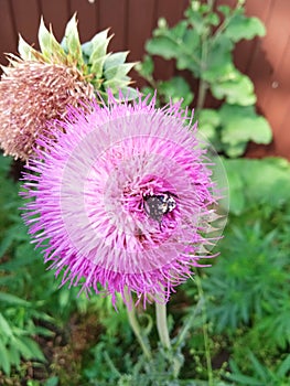 Thistle growth grows in nature.