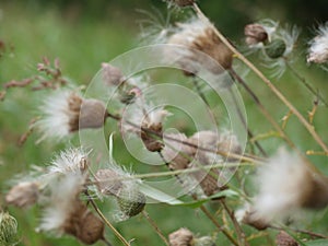 Thistle In A Gust of Wind At Its Peak