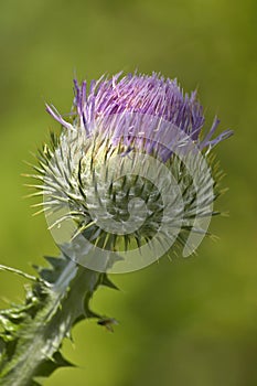 Thistle head