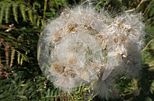 Thistle head, huge, growing wild.