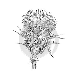 Thistle, herb sketch in vector, botanical drawing