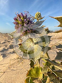 Thistle hidden among flowers and grass