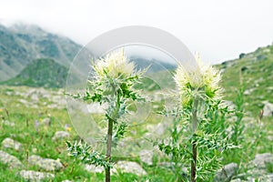 Thistle on a high-altitude pasture