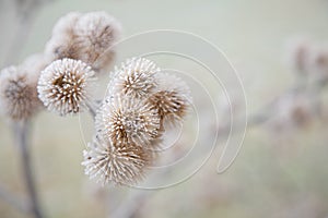Thistle in hoarfrost