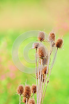 Thistle isolated on a green backround