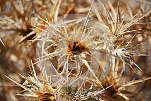 Thistle on Lesvos Island, Greece, Europe