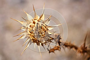 Thistle on Lesvos Island, Greece, Europe