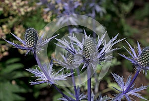 The thistle-like flowers and buds of Eryngium bourgatii Picos Blue close up