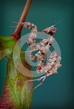 Thistle mantis on seed pod