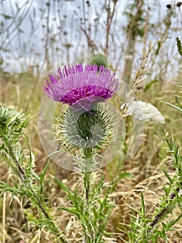 Thistle in a meadow