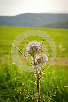 Thistle in the meadow in summer