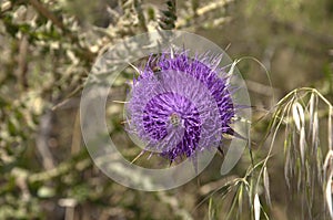 Thistle on Nature Reserve at Skala Kalloni Lesvos Greece