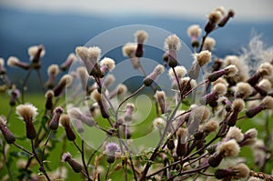 Thistle is one of the major weeds, is among the ten major weeds in the world, has high demands on nutrient and water intake, overs