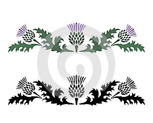 Thistle. Onopordum acanthium. Scottish Thistle