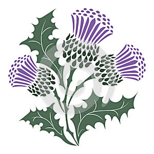 Thistle. Onopordum acanthium. Scottish Thistle photo