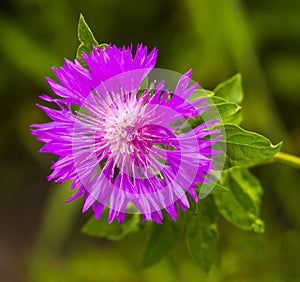 thistle. pink milk thistle flower in bloom in spring. Single Thistle Flower in Bloom in the field. Pink thistle flower