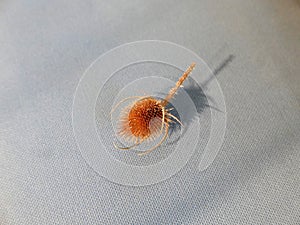 Thistle placed on an old chair in a castle so that people don't sit