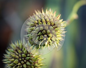 Thistle Plant