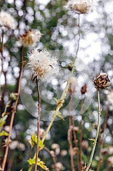 Thistle Plant  Field, Silybum Marianum