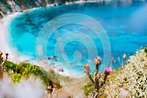 Thistle plant flower on blurred background with azure blue sea water petani beach. Summer on Kefalonia island, Greece