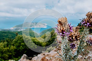 Thistle plant flower on blurred rocky shore line background on Kefalonia island, Greece, Europe