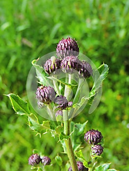 Thistle plant flower