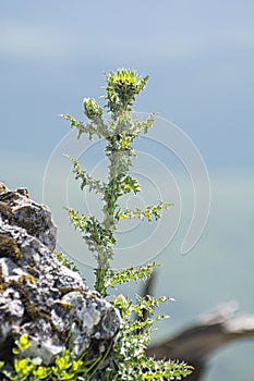 Thistle plant, Vapenna - Rostun hill, Little Carpathians, Slovakia photo