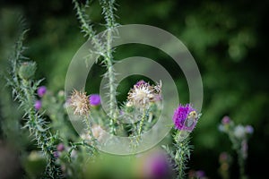 Thistle plants, Carduus acanthoides, with bumblebee on purple flower