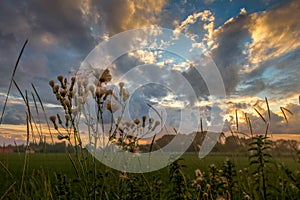 Thistle plants in field at sunset with stormy clouds in the back ground