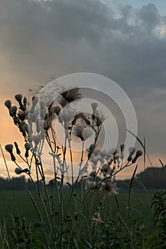 Thistle plants in field at sunset with stormy clouds in the back ground