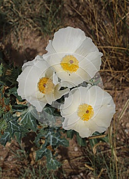 thistle poppy (Argemone polyanthemos)