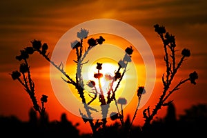 Thistle and prickles on a sun background