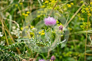 Thistle Purple