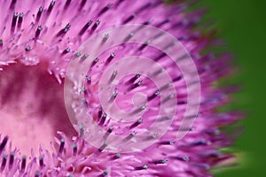 Thistle Purple - Flower Background of beauty