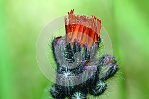 Thistle red bloom