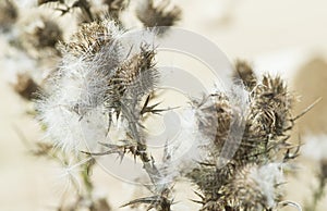 Thistle releasing seeds at the end of summer.