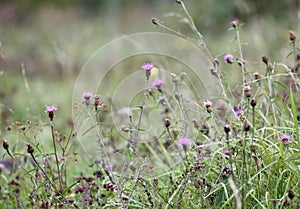 Thistle\'s growing in a meadow